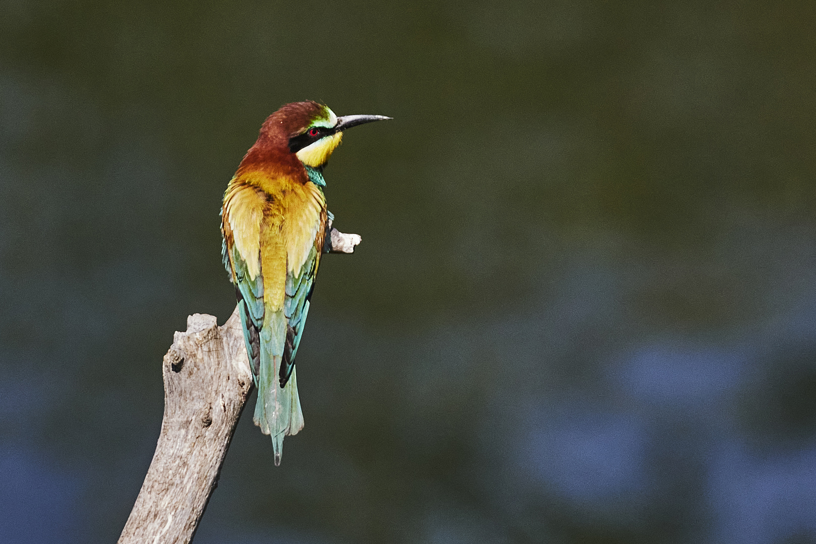 Bienenfresser