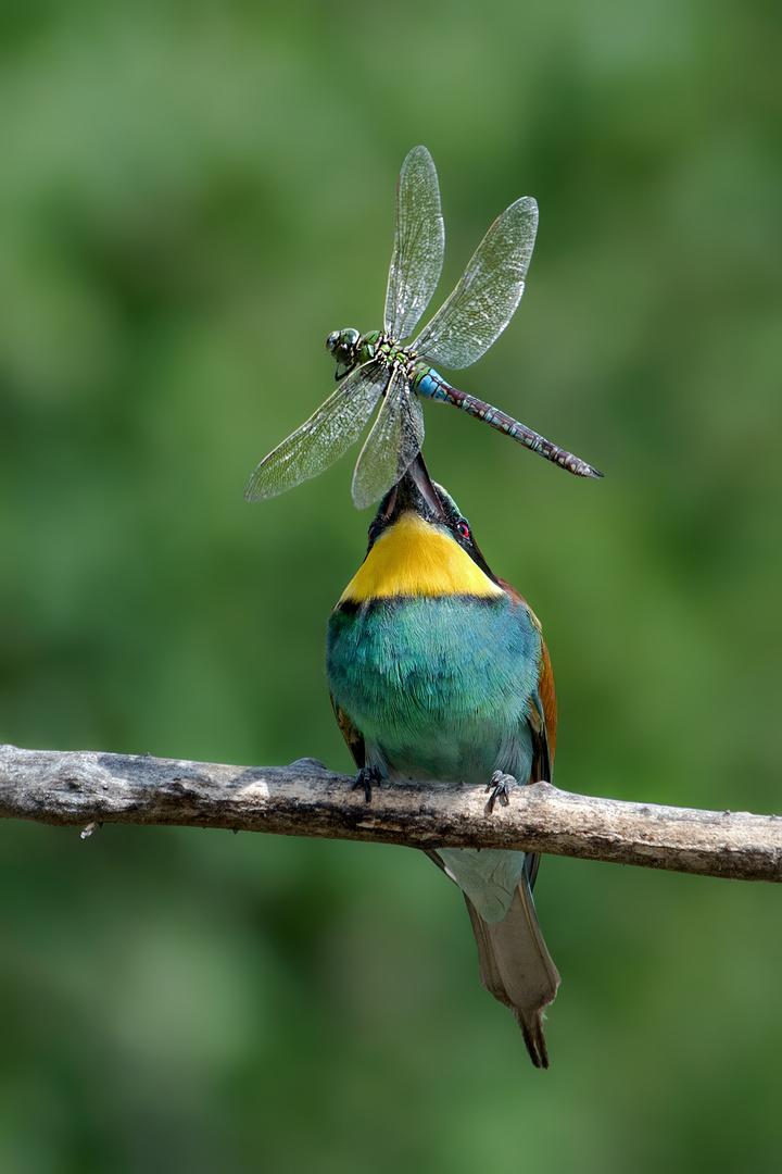 Bienenfresser