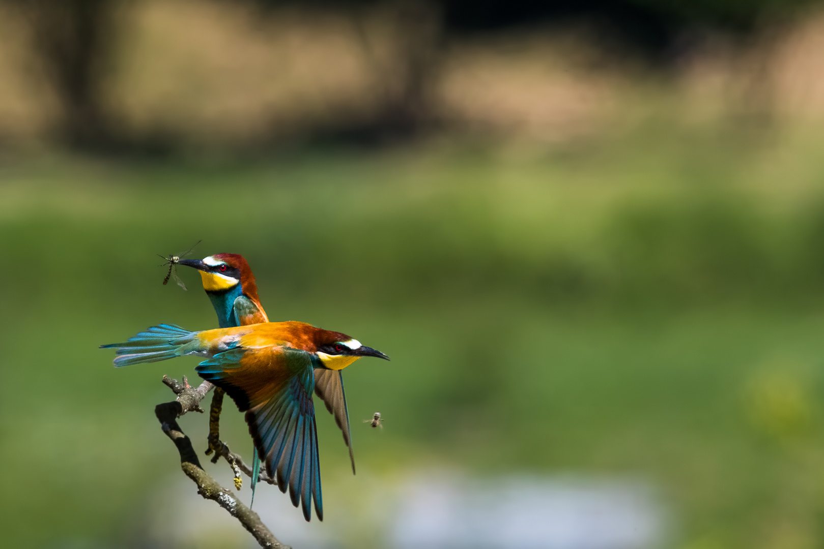 Bienenfresser- bea eater - merops apiaster 