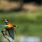 Bienenfresser- bea eater - merops apiaster 