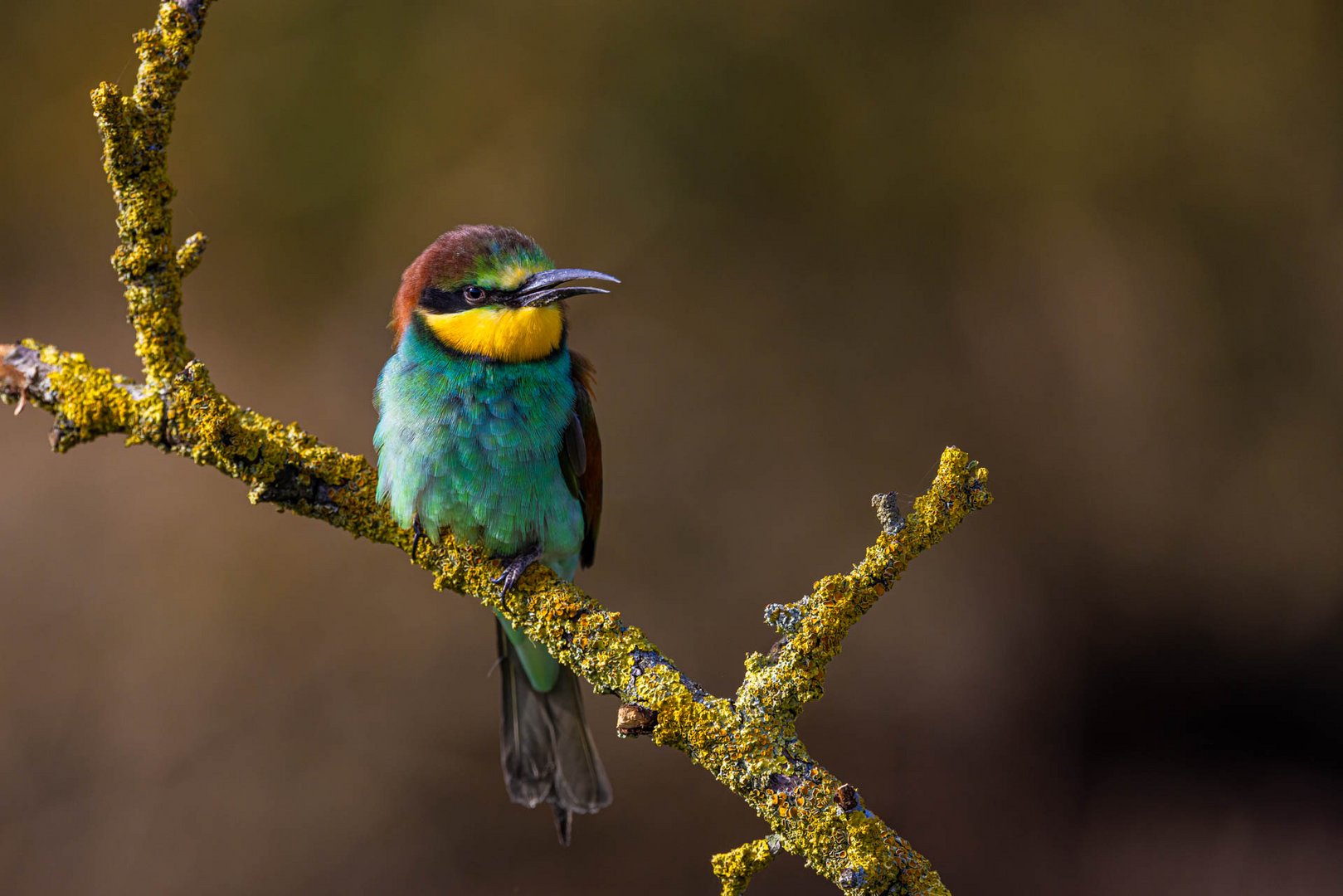 Bienenfresser / Bee-eater