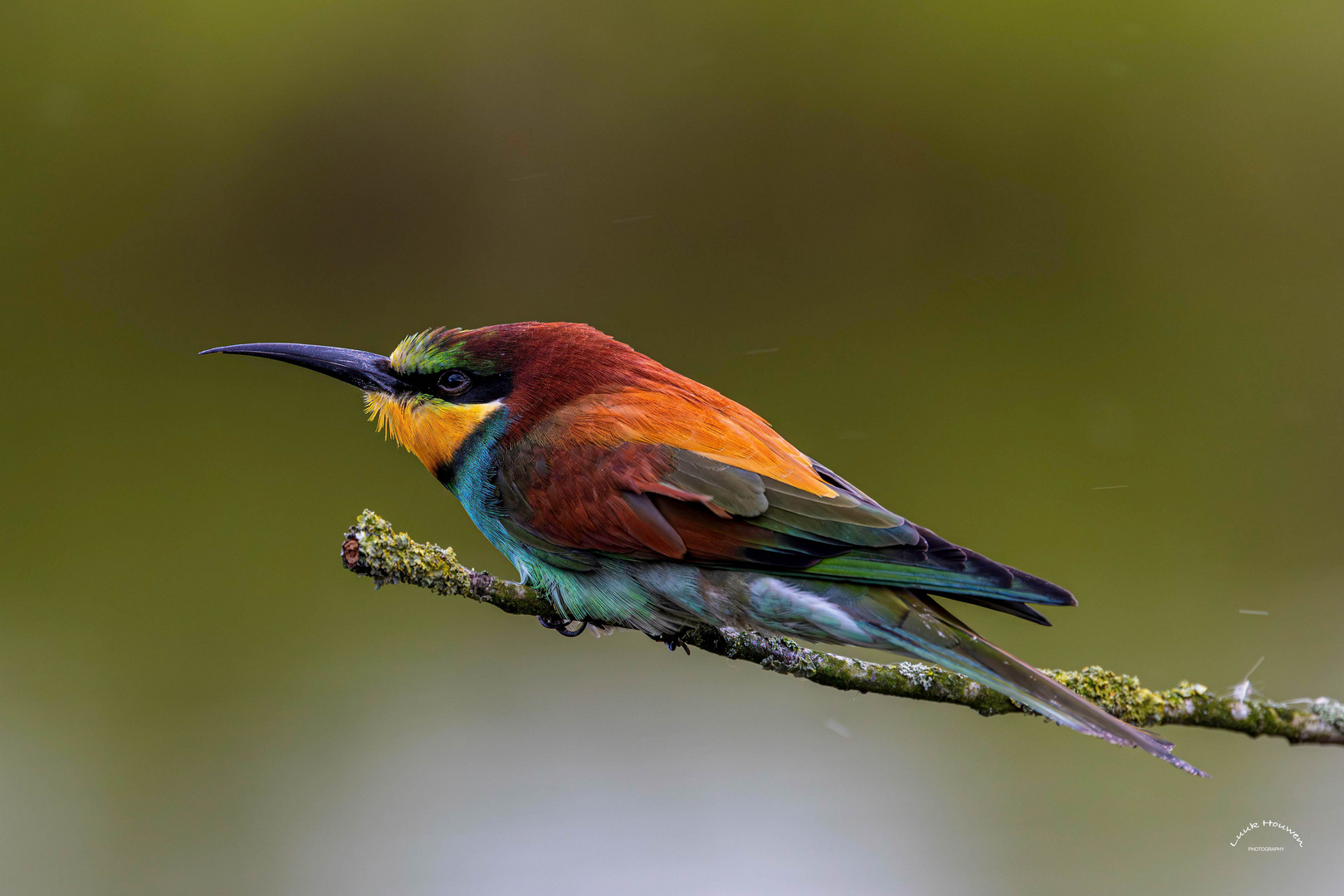 Bienenfresser / Bee-eater