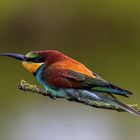 Bienenfresser / Bee-eater