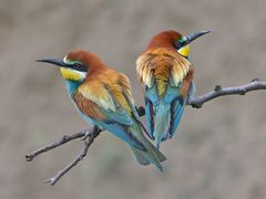 Bienenfresser / Bee eater