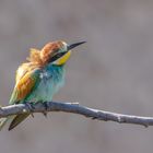 Bienenfresser - Bee-Eater