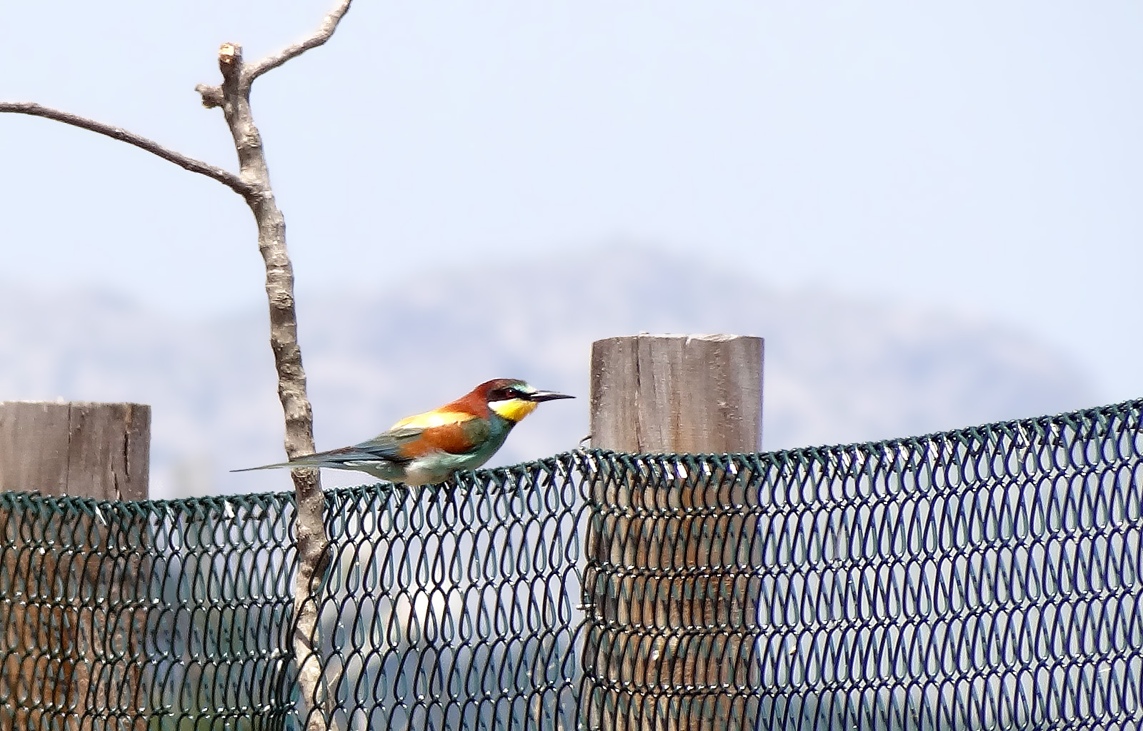 Bienenfresser - Bee-eater - Merops apiaster