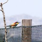 Bienenfresser - Bee-eater - Merops apiaster