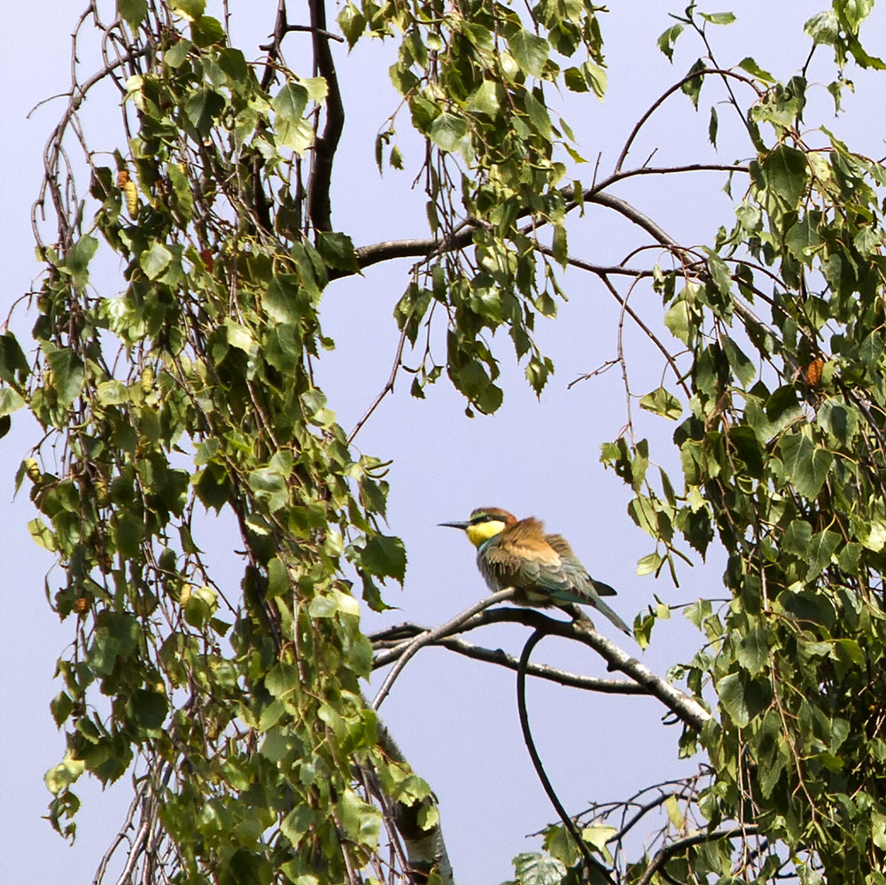 Bienenfresser bei Budenheim / Mainz am Rhein