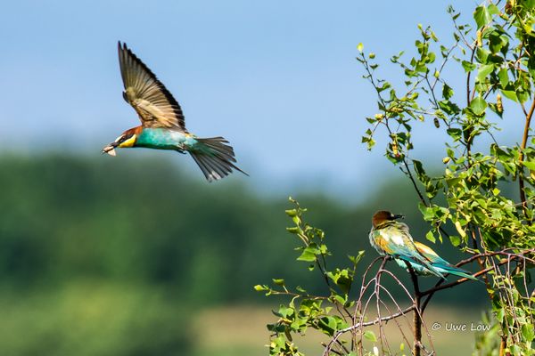 Bienenfresser bei der Futterjagd