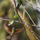 Bienenfresser bei der Jagd