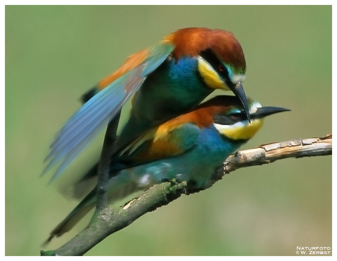 -- Bienenfresser bei der Kopula -- ( Merops apiaster )