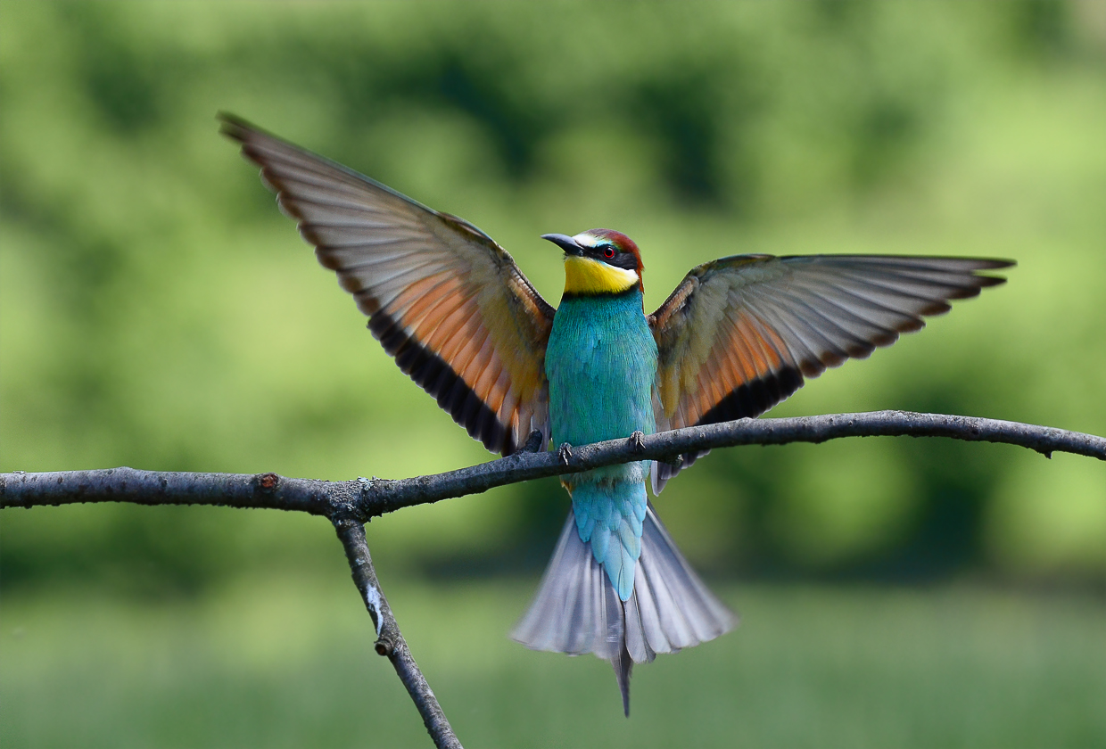 Bienenfresser bei der Landung