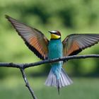 Bienenfresser bei der Landung