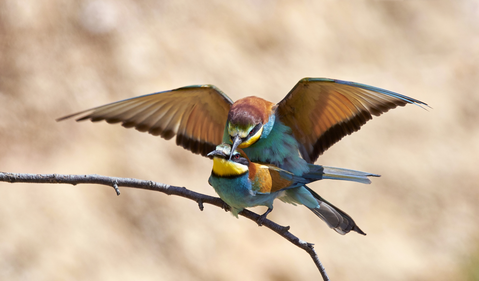 Bienenfresser bei der Paarung 