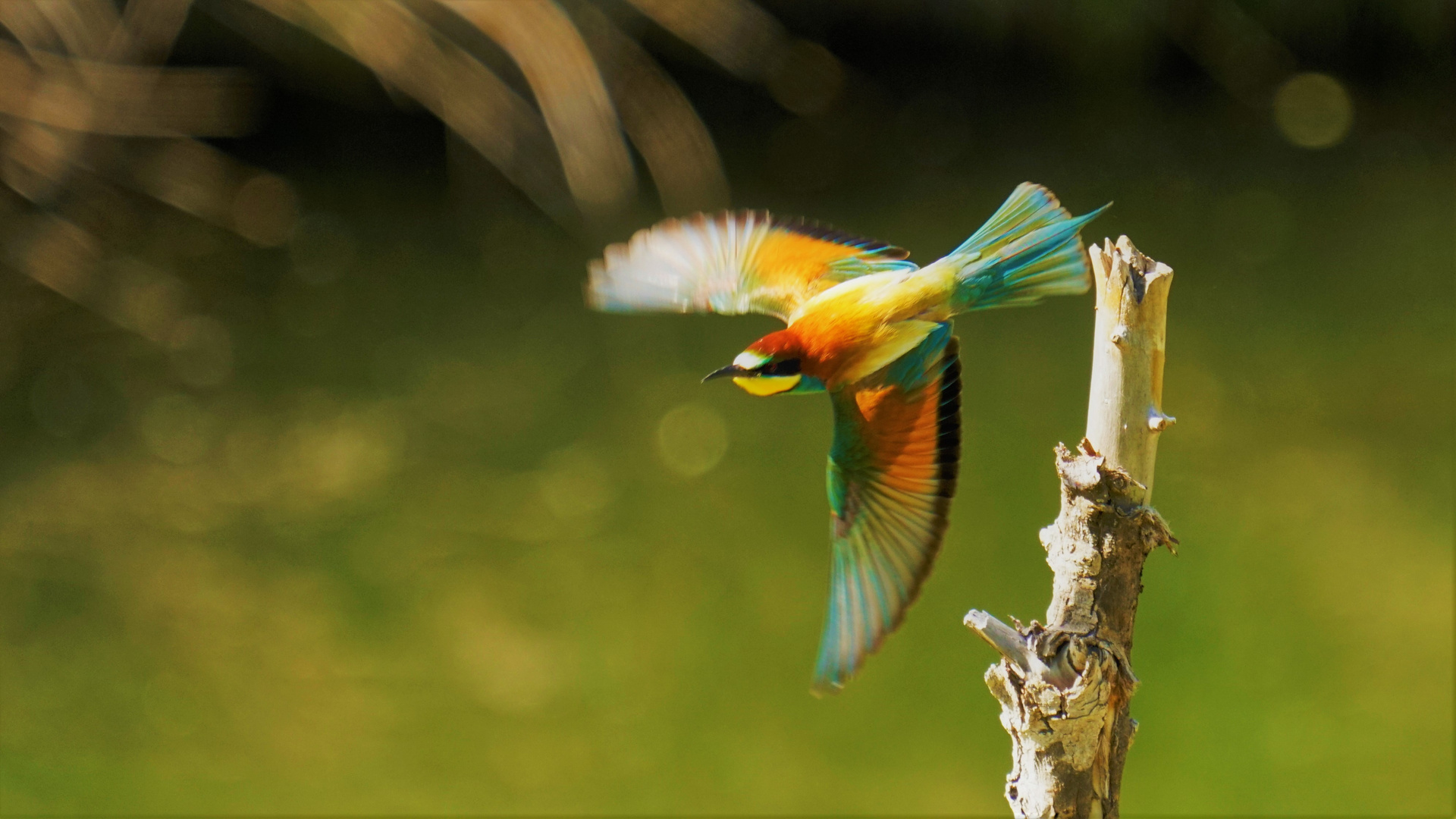 Bienenfresser beim Abflug 