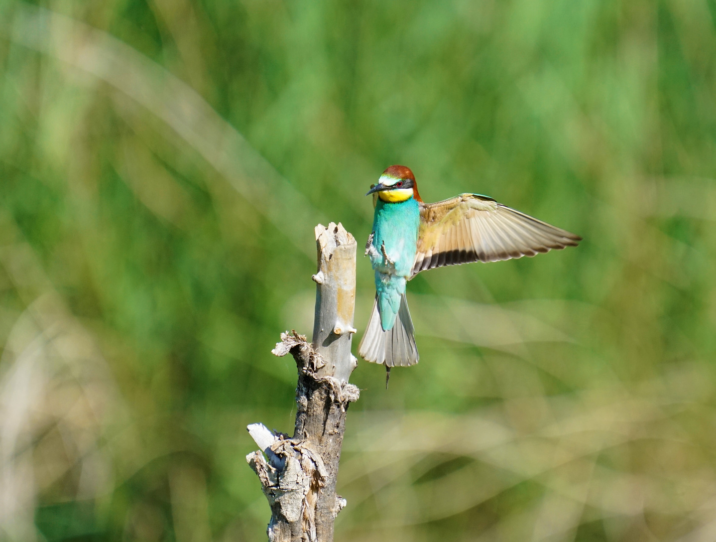 Bienenfresser beim Anflug 