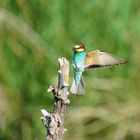 Bienenfresser beim Anflug 