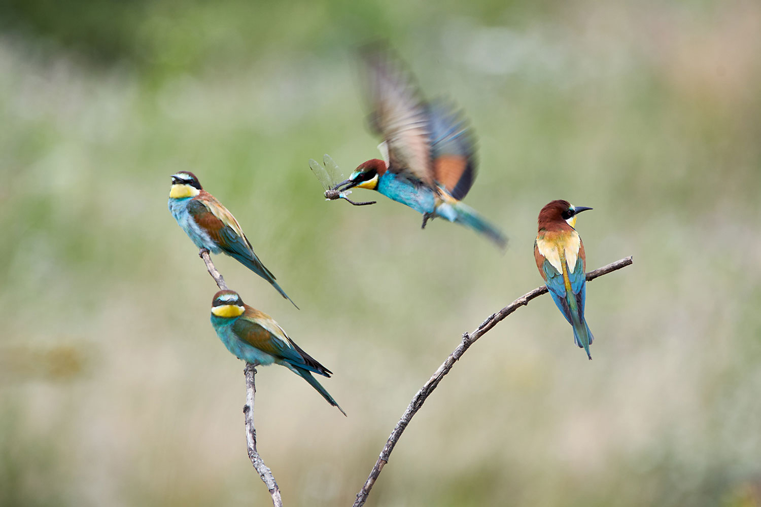 Bienenfresser beim Landeanflug