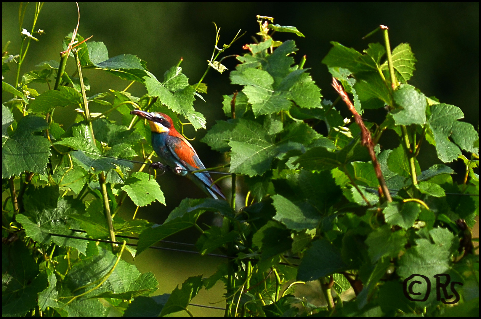 Bienenfresser bringt Futter