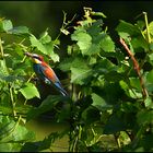 Bienenfresser bringt Futter