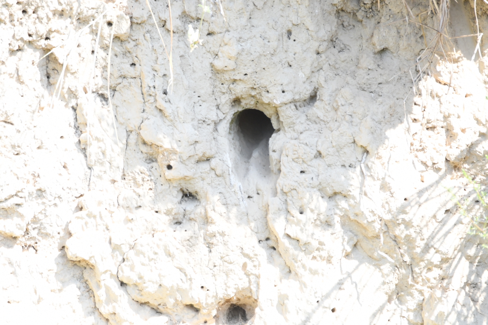 Bienenfresser Bruthöhle 