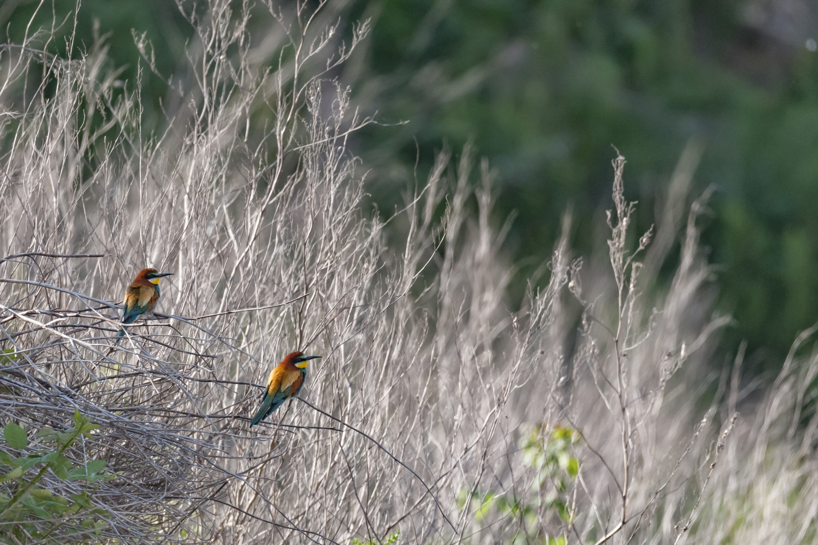 Bienenfresser