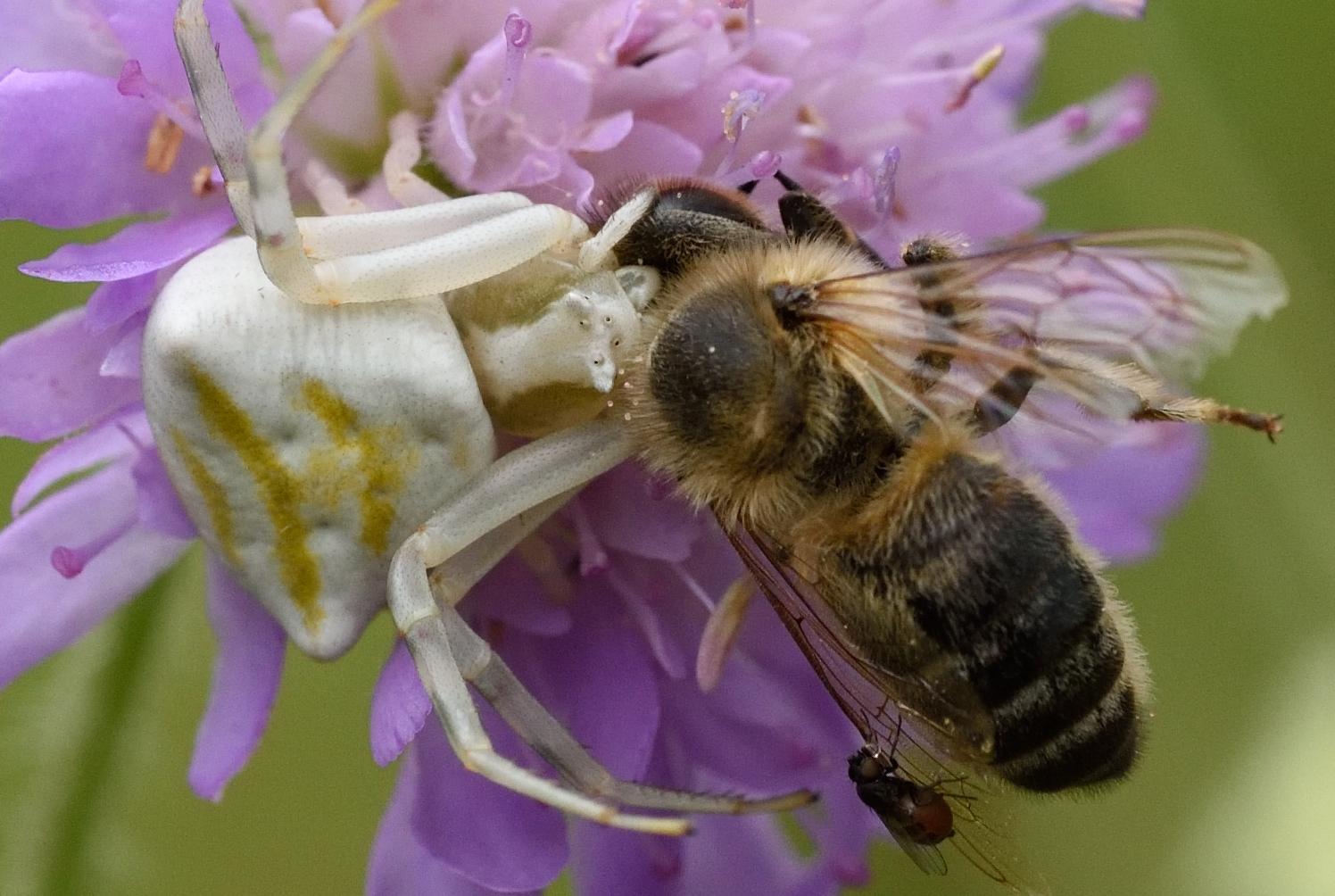 Bienenfresser