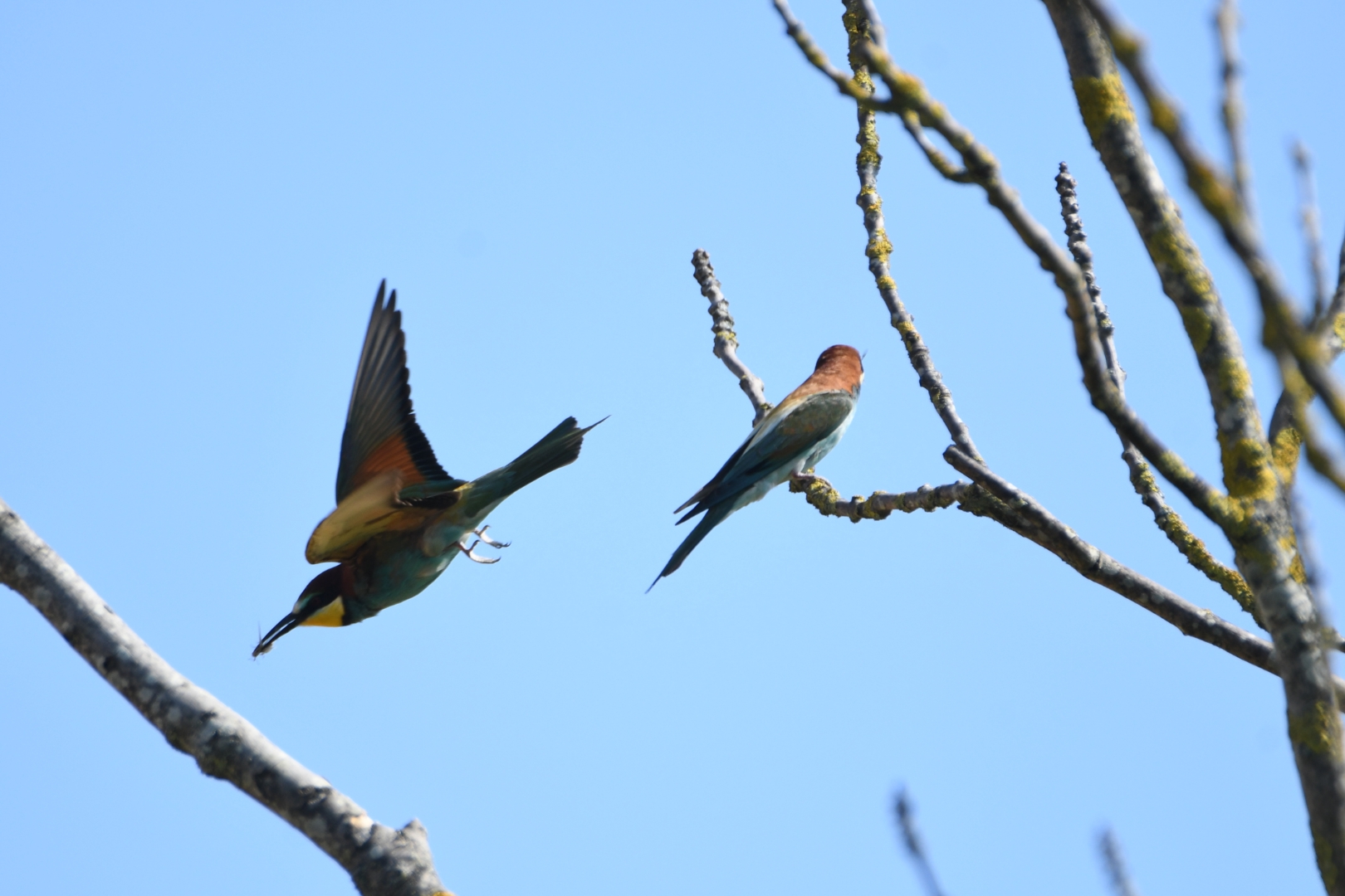 Bienenfresser Duo