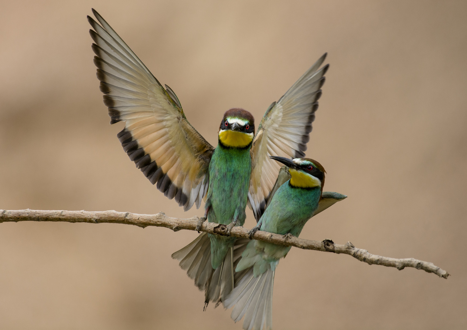 Bienenfresser Duo