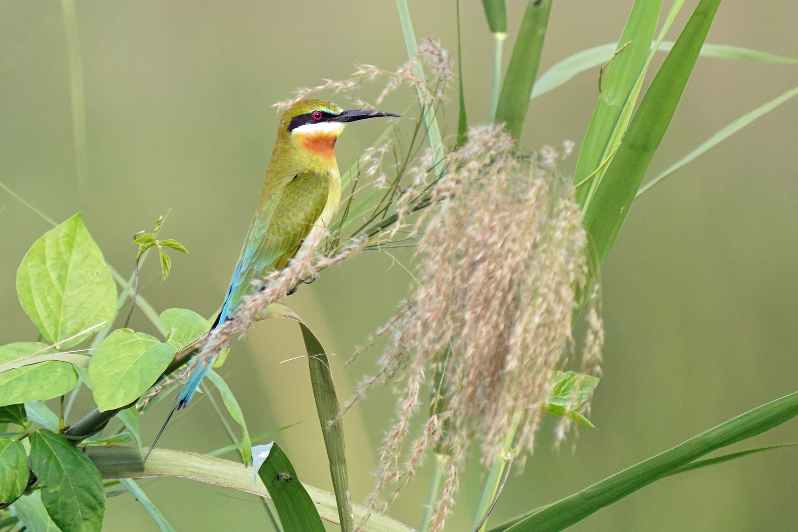 Bienenfresser...