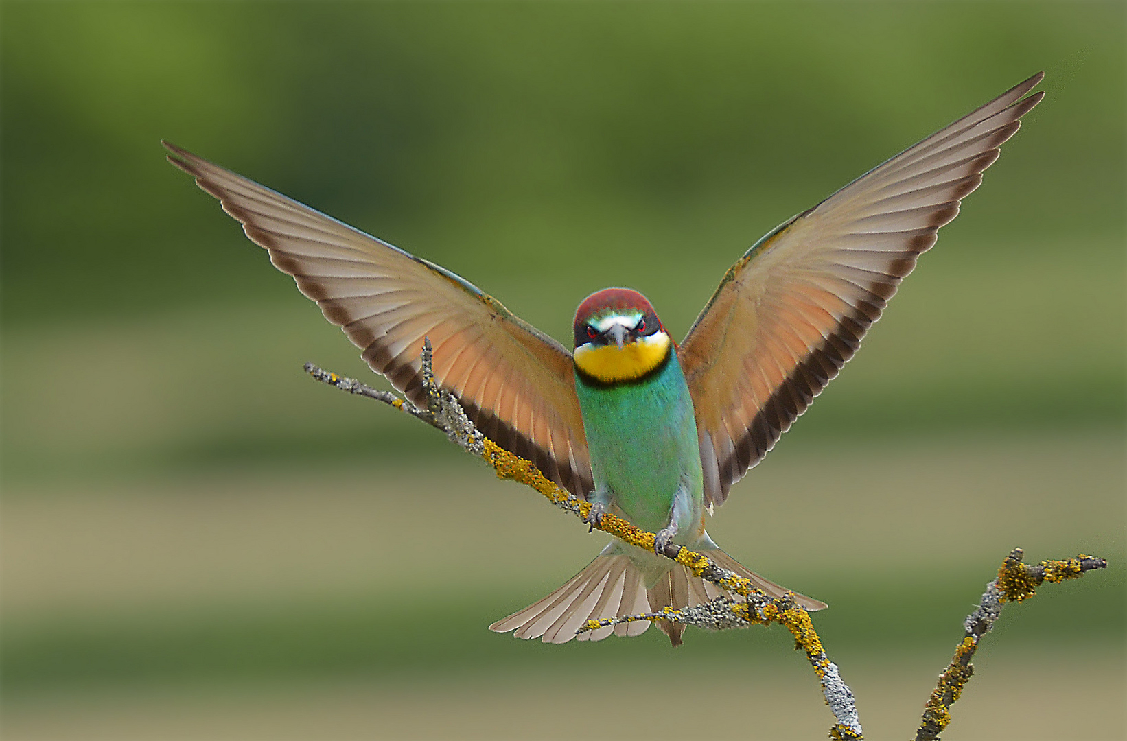 Bienenfresser eben angekommen