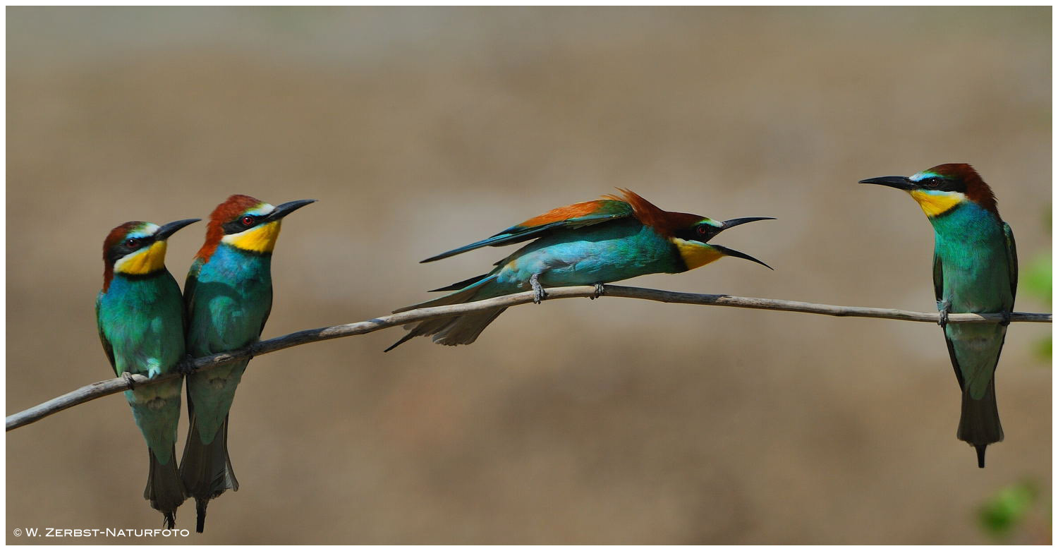 --- Bienenfresser einer sucht Streit --- ( Merops apiaster )