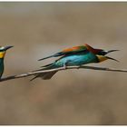 --- Bienenfresser einer sucht Streit --- ( Merops apiaster )