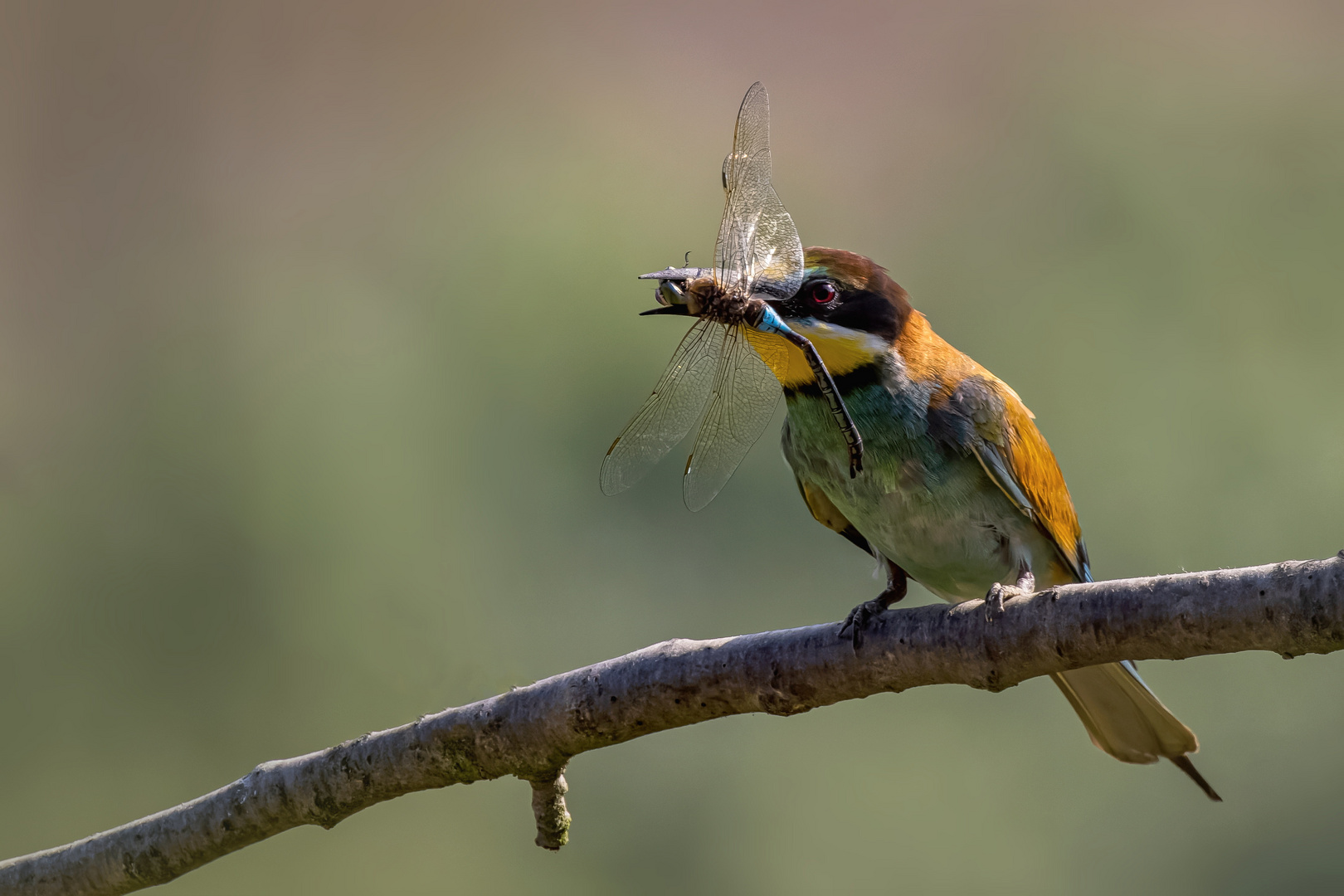  Bienenfresser erfolgreich