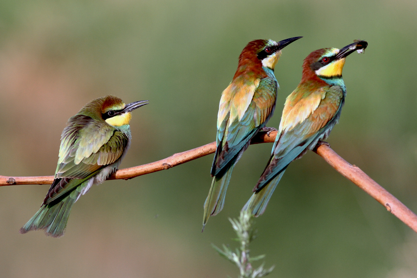 Bienenfresser-Familie