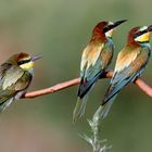 Bienenfresser-Familie