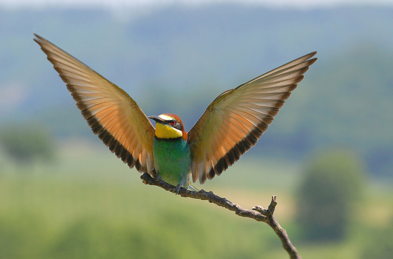 Bienenfresser