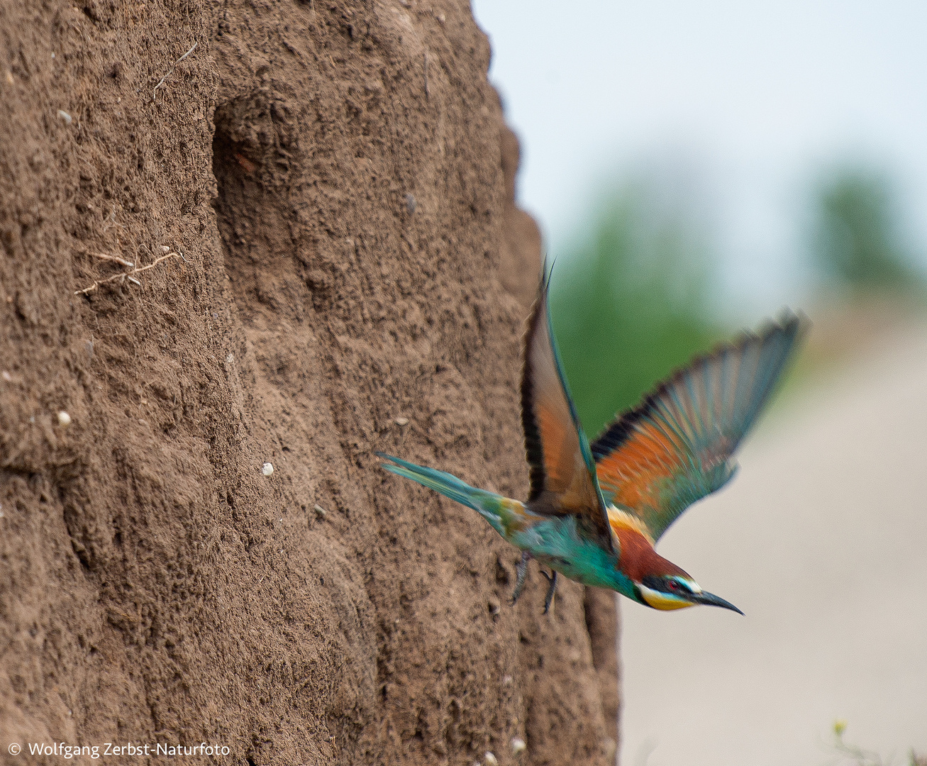 --- Bienenfresser fliegt aus seiner Bruthöhle ---