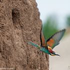 --- Bienenfresser fliegt aus seiner Bruthöhle ---