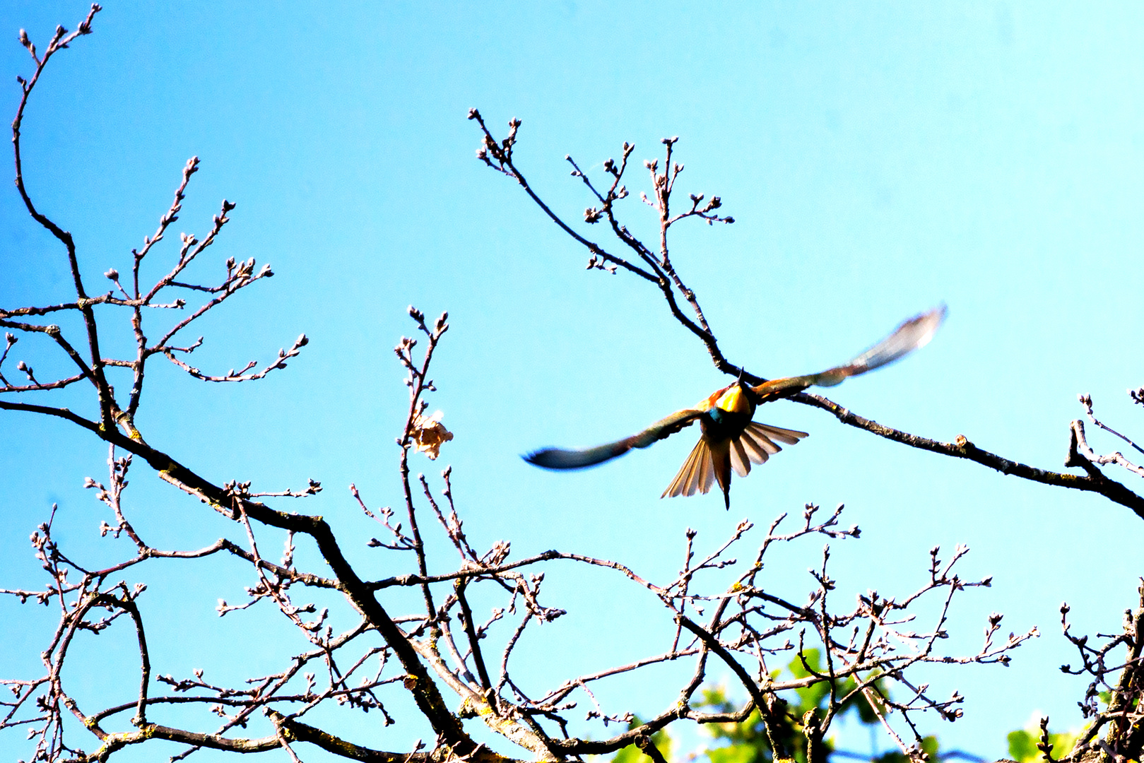 Bienenfresser Flugbild