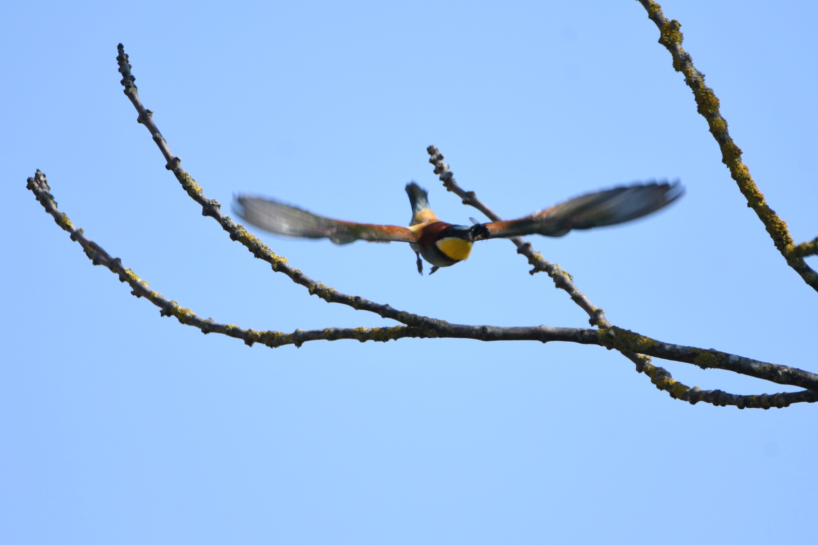 Bienenfresser frontal, ich übe noch 