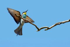 Bienenfresser gelandet ...