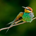 Bienenfresser     "Gut gedehnt ist halb geflogen"