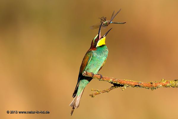 Bienenfresser I . . .