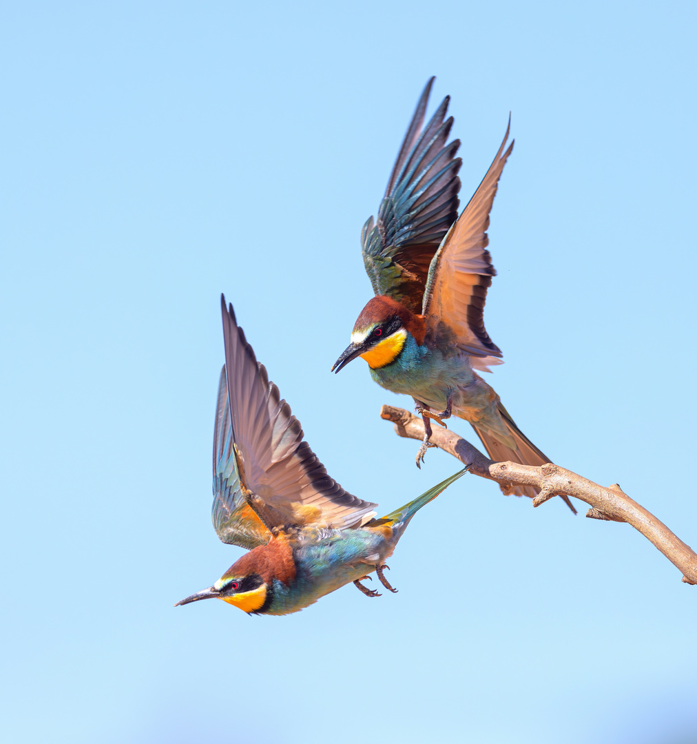 Bienenfresser im Abflug 