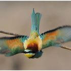 --- Bienenfresser im Abflug --- ( Merops apiaster )