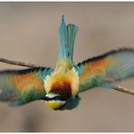 --- Bienenfresser im Abflug --- ( Merops apiaster )