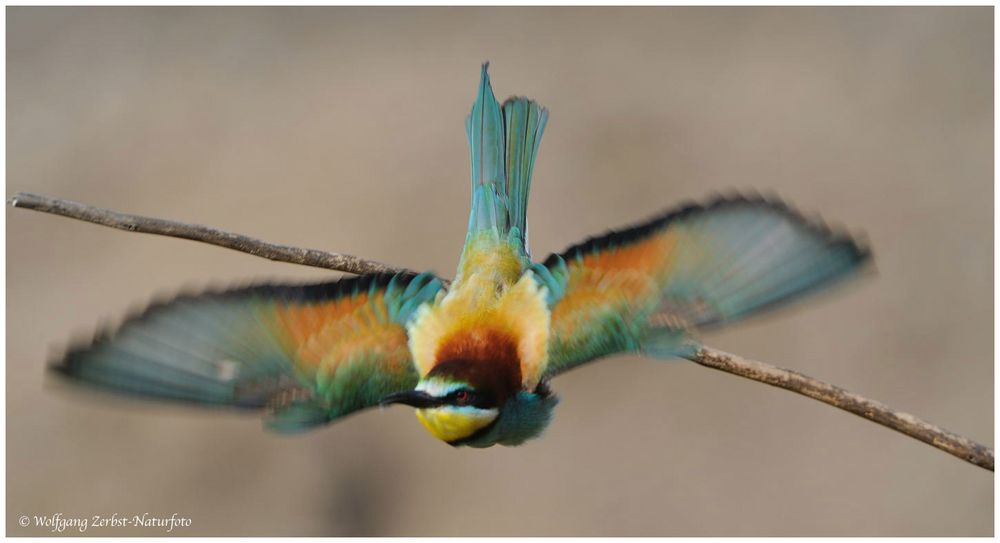 --- Bienenfresser im Abflug --- ( Merops apiaster )