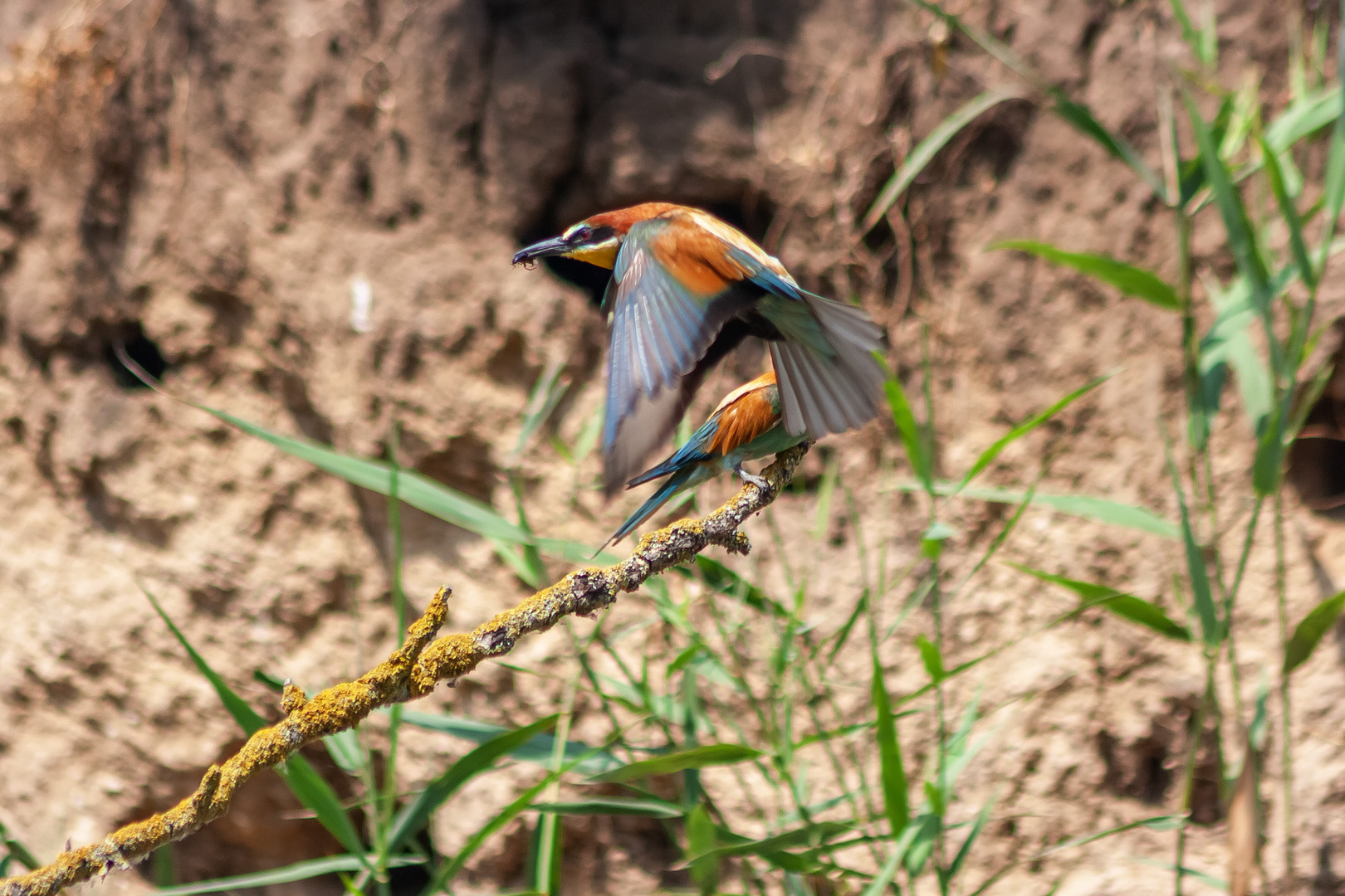 Bienenfresser im Anflug