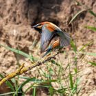 Bienenfresser im Anflug